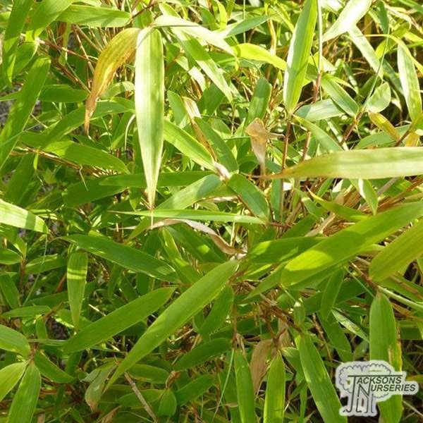Buy Fargesia murieliae 'Rufa' online from Jacksons Nurseries